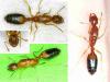Crematogaster sp.